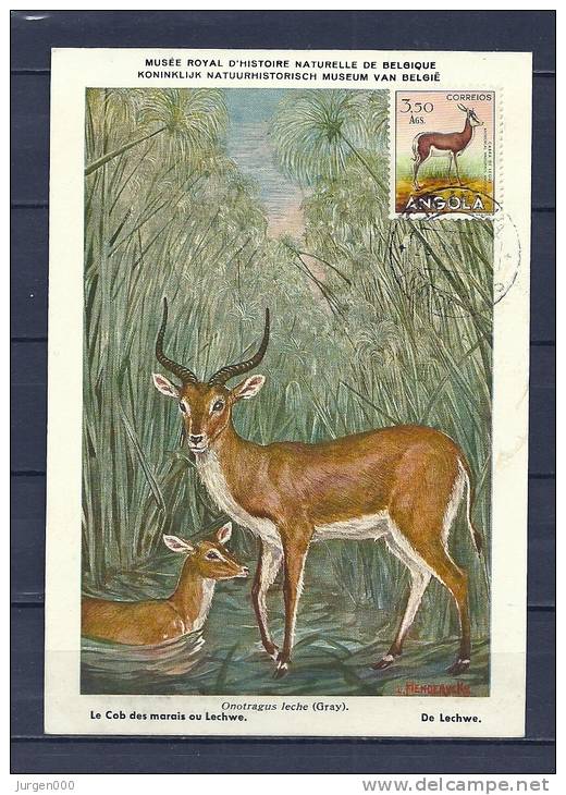ANGOLA, Postkaart Koninklijk Natuurhistorisch Museum Van Belgie (GA8922) - Game