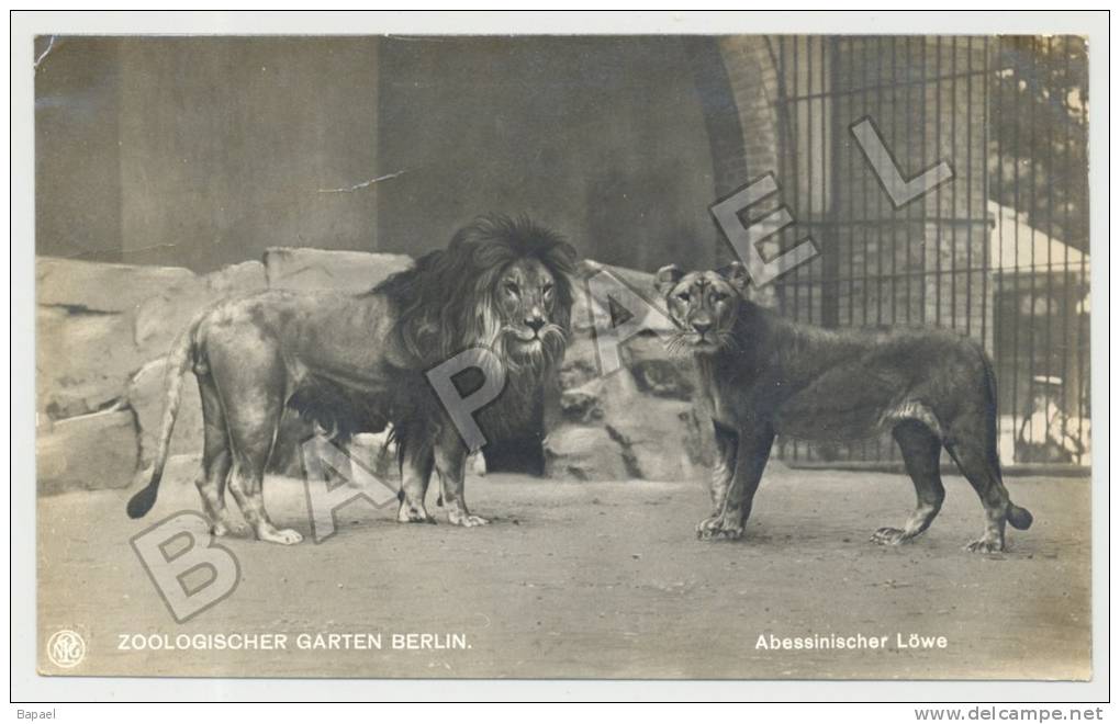 Berlin (Allemagne) - Zoologischer Garten - Lions D´Abyssinie - (JS) - Lions