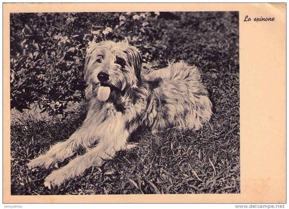 SPINONE   , Cani Da Caccia   * - Chiens