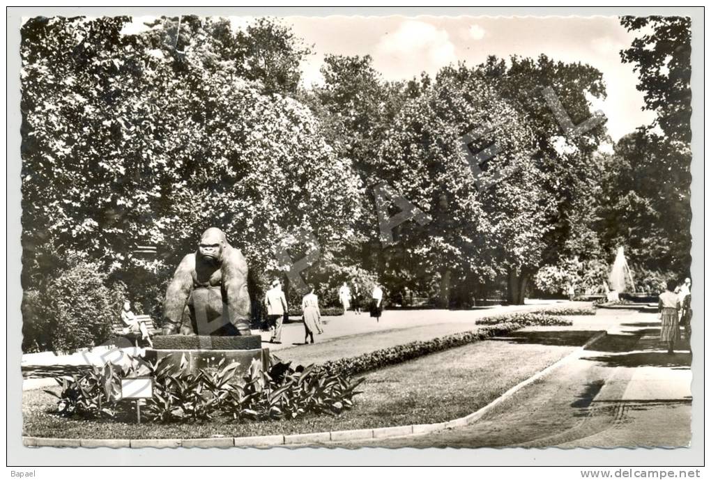 Berlin (Allemagne) - Zoologischen Gartens - Promenade ... Gorille Bobby Grandeur Nature (JS) - Autres & Non Classés