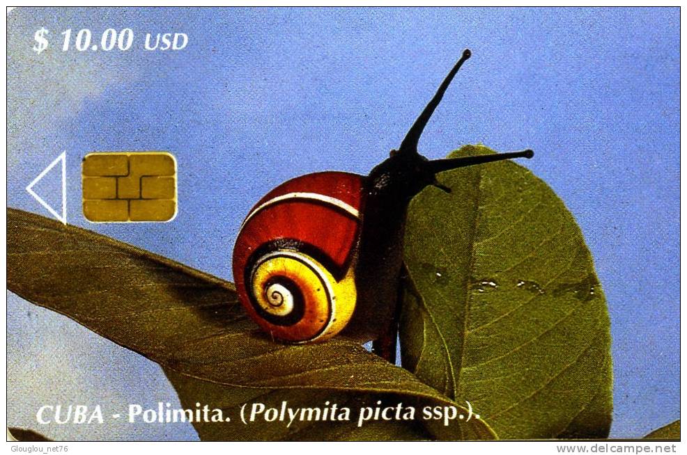 TELECARTE CUBA... GASTEROPODE...(ESCARGOT)  TRES.RARE!!!! .... VOIR SCANNER GROSSE COTE - Sonstige & Ohne Zuordnung