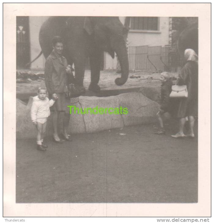 VINTAGE AMATEUR PHOTO SNAPSHOT  ** LITTLE BOY ZOO ANTWERP ELEPHANT   ** PETIT GARCON   ZOO ANVERS ELEPHANT - Personnes Anonymes