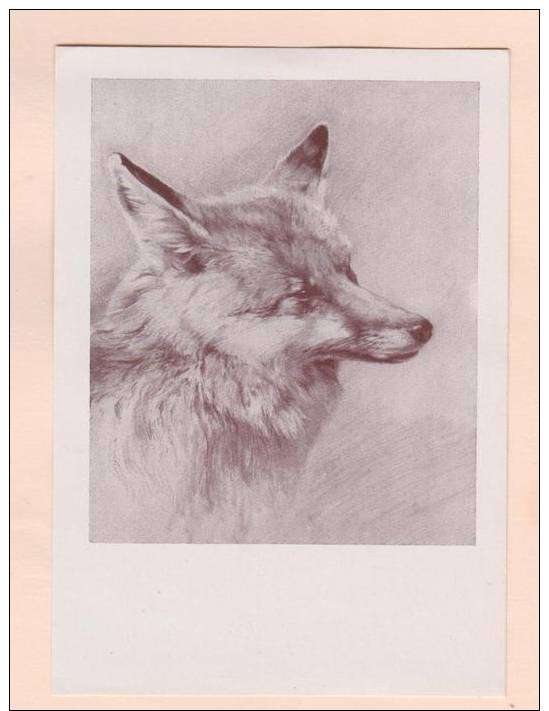 D52339 Postcard Vintage 4x6 Pencil Sketch Of Gray Fox Head, Lois Alton: Das Fuchsle, Unused - Other & Unclassified