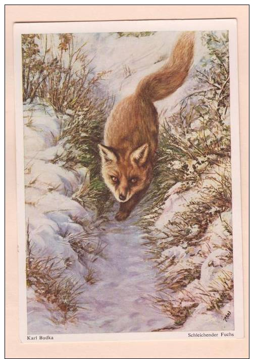 D52340 Postcard Vintage 4x6 Schleichender Fuchs, Red Fox, Trottong Down Snowy Path, Karl Budka, Unused - Other & Unclassified