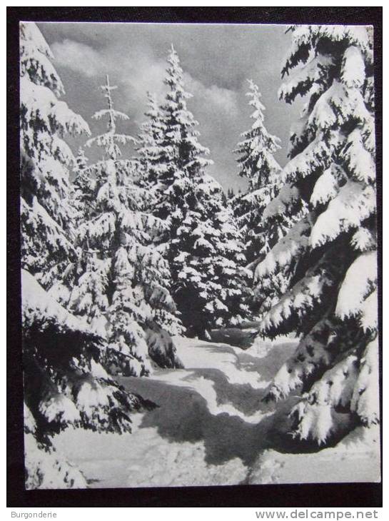 PAYSAGES DE NEIGE A LA MONTAGNE / LOT DE 16 BELLE CARTES PHOTOS EN NOIR ET BLANC / TOUTES LES PHOTOS - 5 - 99 Cartes