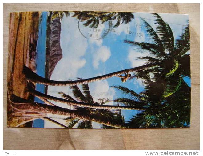 USA -  Hawaii -Tree Climber -  Waikiki  -Coconut Tree    D97948 - Other & Unclassified