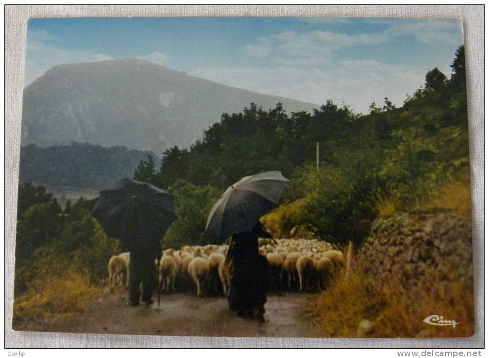 CPM - Transhumance En Haute Provence - Troupeau De Moutons Berger Parapluie Mouton - Breeding