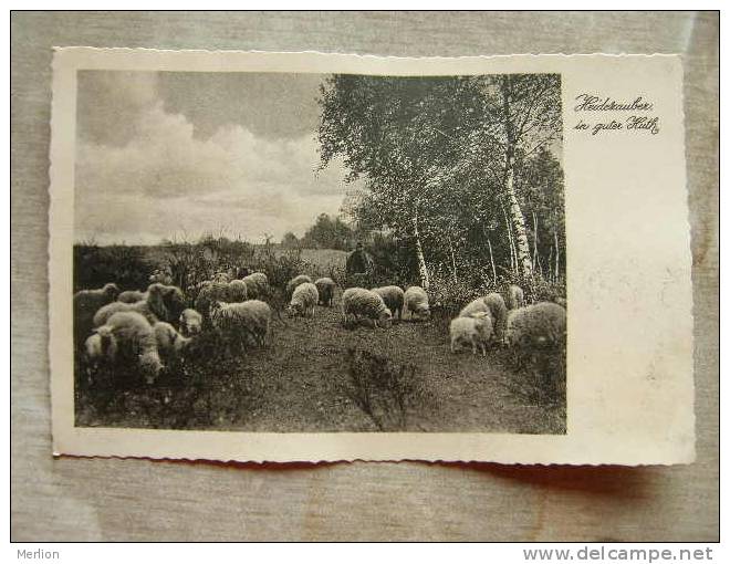 Heiderauber In Guter Huth  -sheep   D98139 - Lüneburger Heide