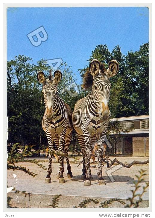 Hanovre (Allemagne) - Zoologischer Garten - Zèbres De Grévy (Lire Descriptif) (JS) - Zebra's