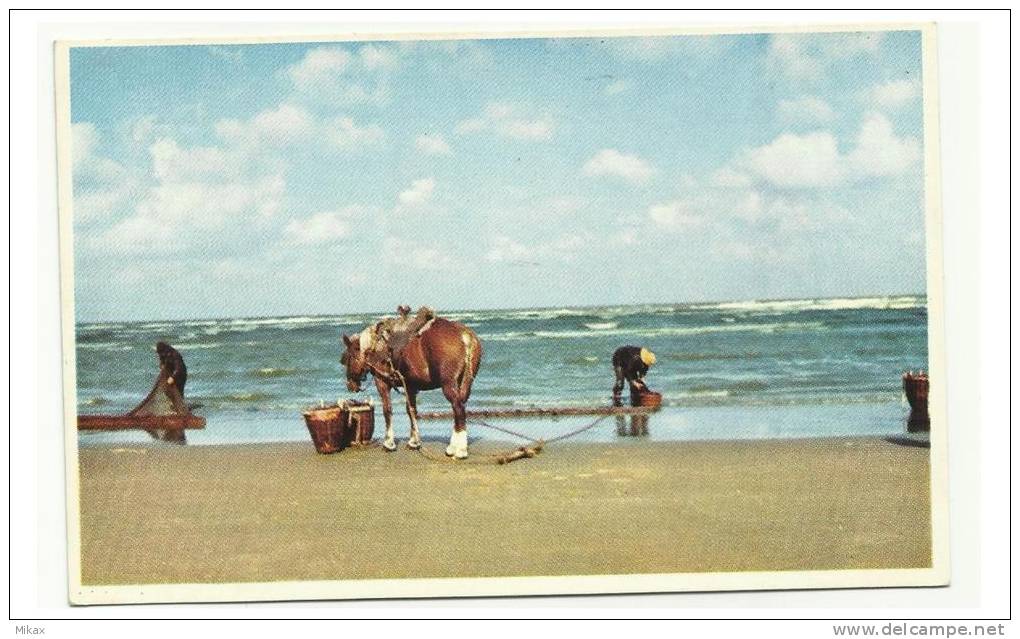 NIEUWPOORT-ANN-ZEE - Pêcheurs De Crevettes - Virton