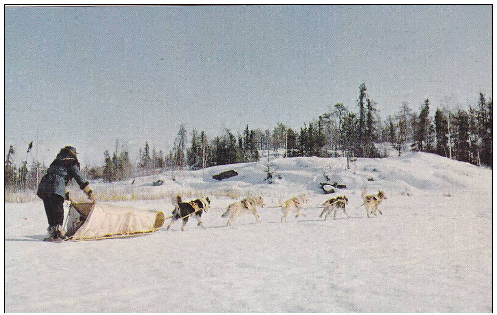 Dogsled Team Heading Home, Yellowknife, Northwest Territories, Canada, 40-60´s - Yellowknife