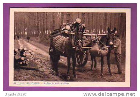 CPA  -  40 -  DANS LES LANDES  -  ATTELAGE DE MULES EN HIVER  - - Autres & Non Classés