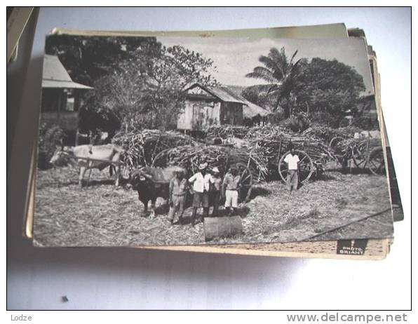 Trinidad Sugar Cane Awaiting Transport Caroni - Trinidad