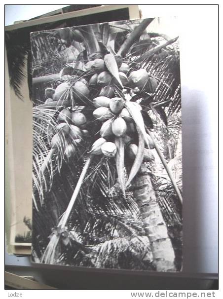 Trinidad BWI With Coconuts - Trinidad