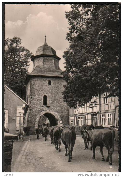 AK Stolberg, Rittertor Mit Kuhherde, Ung, 1960 - Stolberg (Harz)