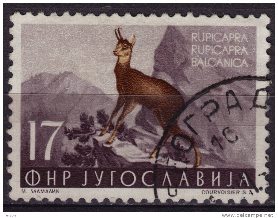 Goat Antelope / Chamois (Rupicapra Rupicapra) - 1950's Yugoslavia - Used - Game