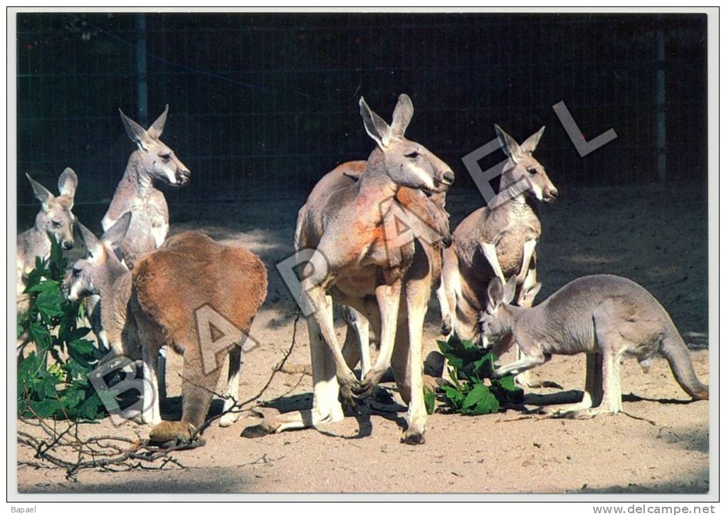 Stuttgart-Bad Cannstatt (Allemagne) - Wilhelma - Zoologische Garten - Kangourous (JS) - Autres & Non Classés