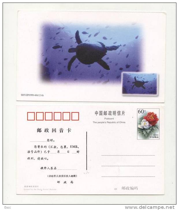 Postcard  Turtle 1999 From China - Tortues