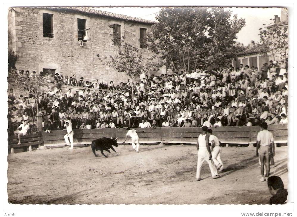 VAUVERT Course à La Cocarde Un Razet (Maurice) Gard (30) - Sonstige & Ohne Zuordnung