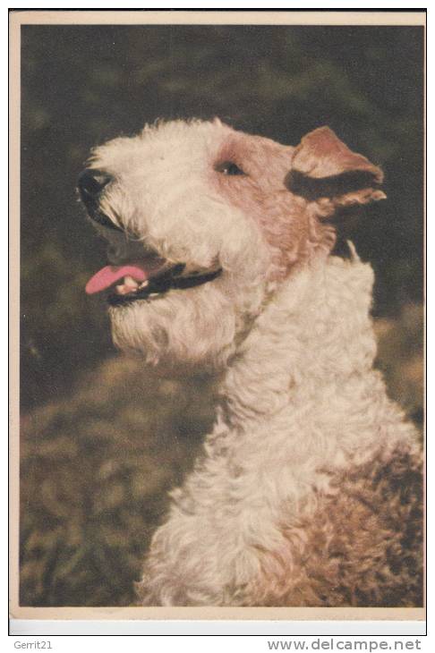 TIERE - HUNDE - Foxterrier 1959 - Honden
