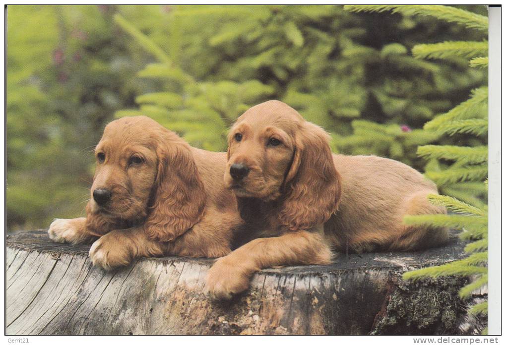 TIERE - HUNDE -COCKER SPANIEL - Hunde