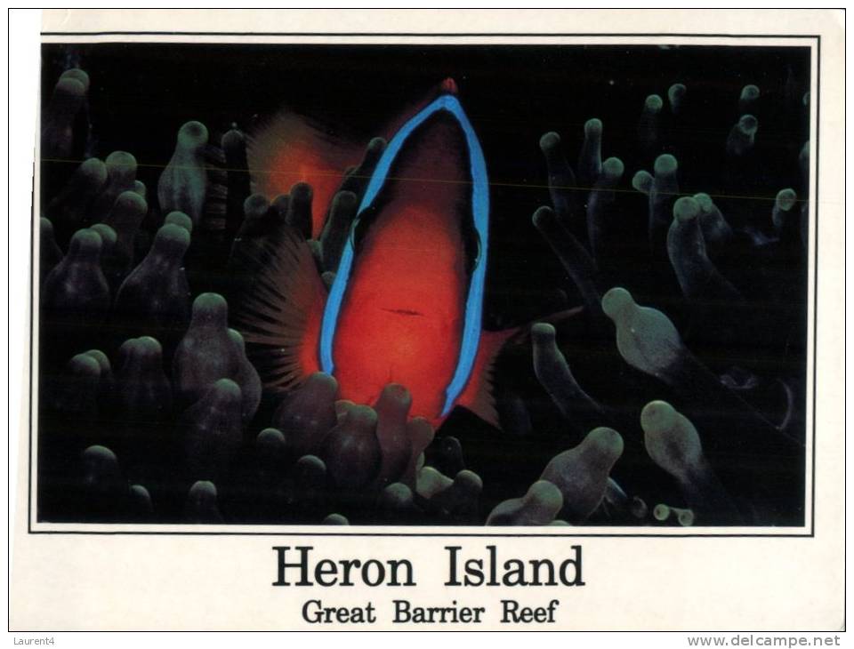(151) Australia - QLD  - Heron Island And Clown Fish + Anemone - Great Barrier Reef