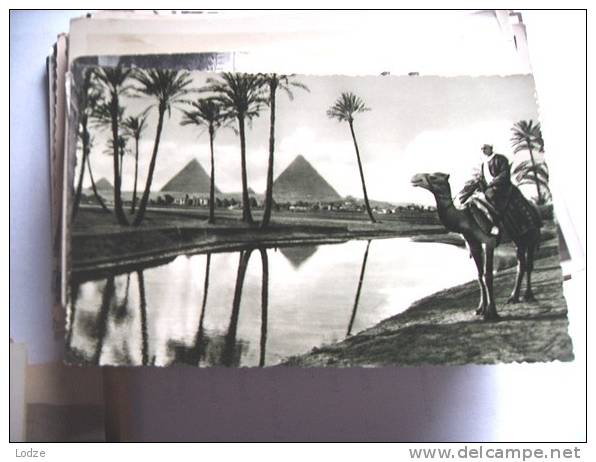 Afrika Africa Egypte Egypt Pyramids Gizeh And Camel - Gizeh