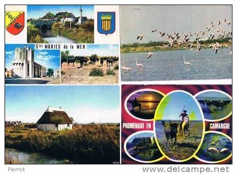 290213D  Lot De 200 CPM/CPSM Couleur : Dep.13 CAMARGUE (vaches, Oiseaux, Etc;;) - 100 - 499 Postcards