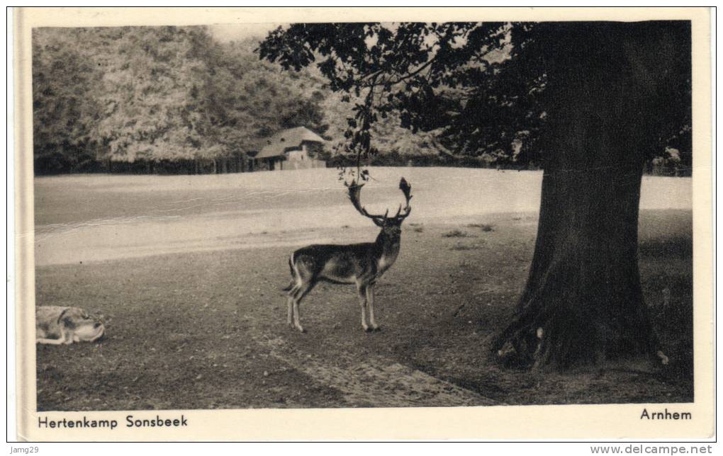 Nederland/Holland, Arnhem, Hertenkamp Sonsbeek, 1956 - Arnhem