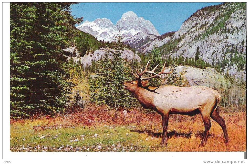 North American Elk Or Wapiti, Banff National Park, Alberta  -  The Canadian Rockies - Banff