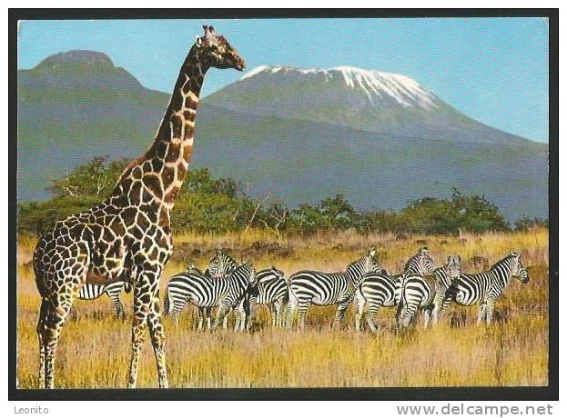 WILDLIFE EAST AFRICA Giraffe And Zebras Kenya - Zèbres