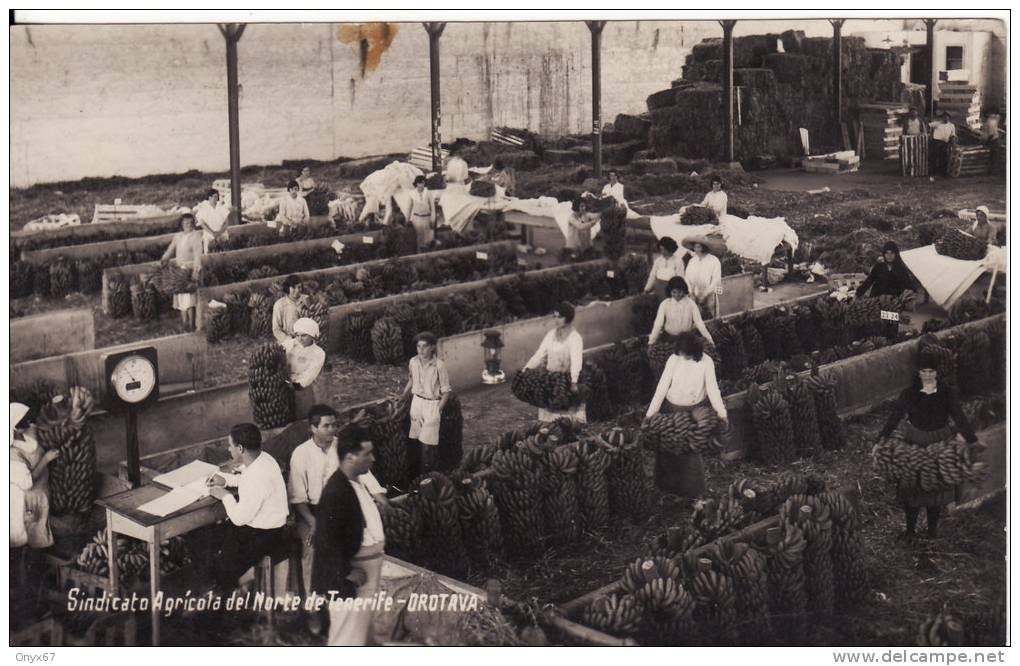 Sindicato Agricola Del Norte De TENERIFE-Syndicat Agricole-Vente Régime BANANE-OROTAVA (Canaria) 2 SCANS- - Tenerife