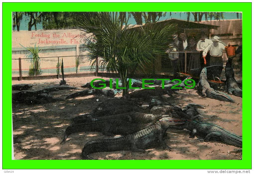 JACKSONVILLE, FL - FEEDING THE ALLIGATORS - TRAVEL IN 1914 - PUB. BY H. KRESS & CO - J. F. - - Jacksonville