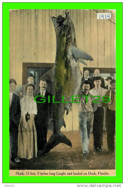 JACKSONVILLE, FL - SHARK, 12 FEET, 9 INCHES LONG CAUGHT & LANDED ON DOCK - TRAVEL IN 1914 - - Jacksonville