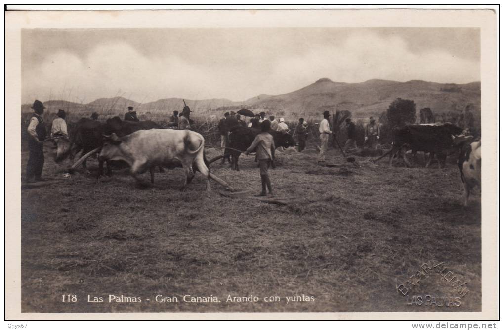 LAS PALMAS ( Spain-Espagne)  Arando Con Yuntas  - Labourage - Photo BAZAR ALEMAN - VOIR 2 SCANS - - Gran Canaria