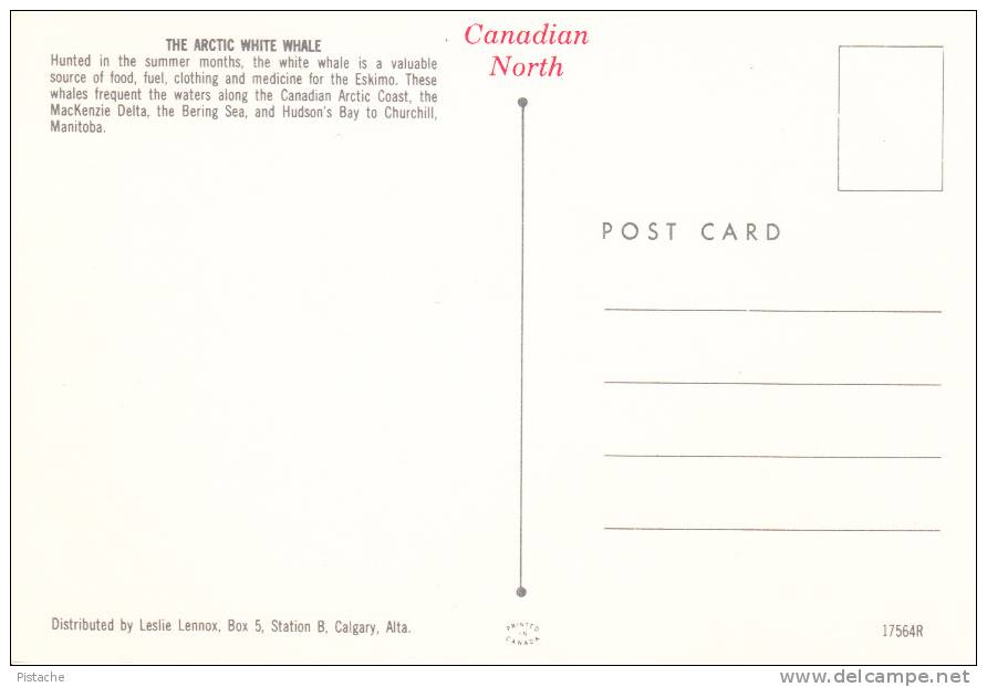 Artique Artic Canada - 1950-70s - White Whale Fishing - Pêche Baleine Blanche - 2 Scans - Other & Unclassified