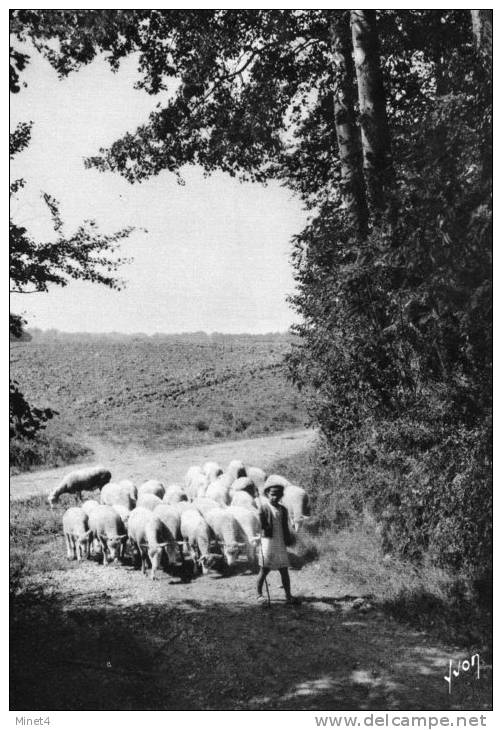 LA FRANCE D´HIER  LA PETITE BERGERE ET SON TROUPEAU DE MOUTONS - Veeteelt