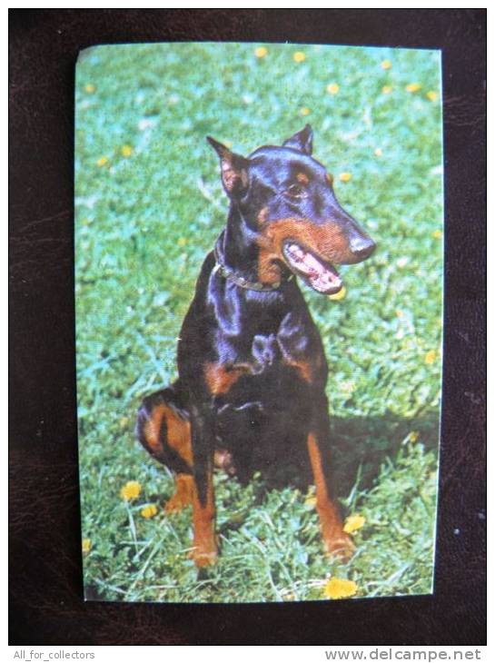 Calendar From USSR 1991 Year, Animal Dog Chien Doberman Pincher - Kleinformat : 1991-00