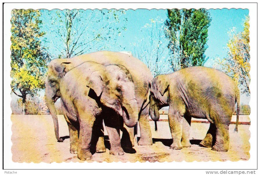 Granby Québec - Parc Zoologique - Zoo - Éléphants D´Asie - Indian Elephants - Granby