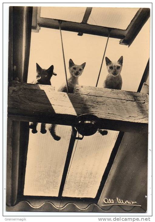 Albert Monier (1948) - Les Pauvres (chats) - Monier