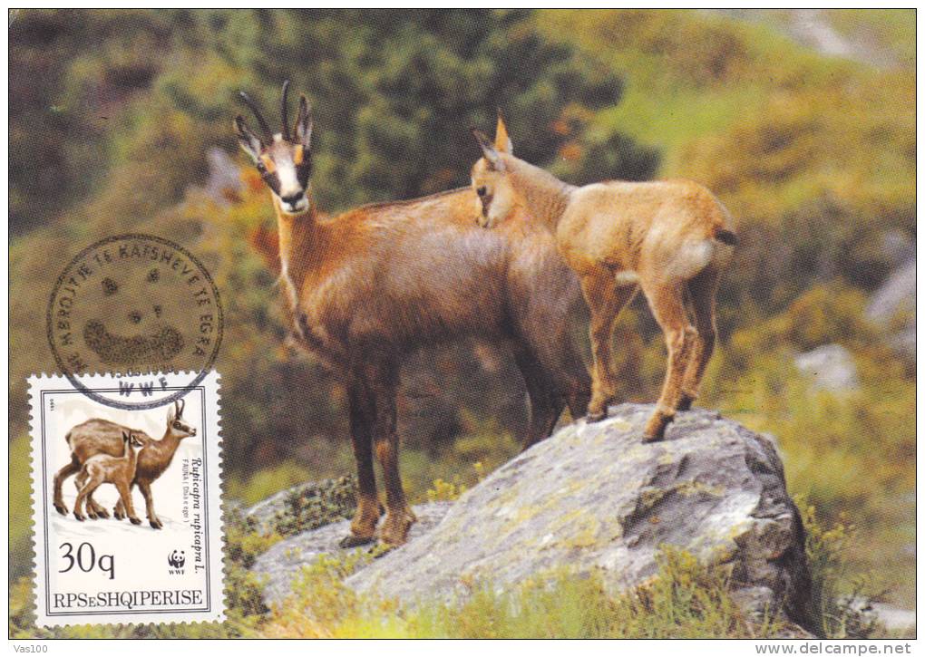 Albania.Chamois 1990 WWF CM Maxicard,carte Maximum. - Animalez De Caza