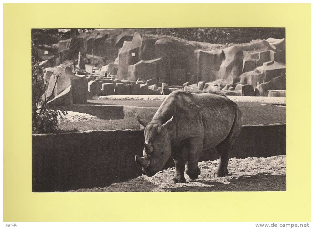 *  CPSM..( 75 )..PARIS : Le Rhinocéros D'Afrique : Parc  Zoologique Du Bois De Vincennes  - ( 2 Scans ) - Rhinoceros