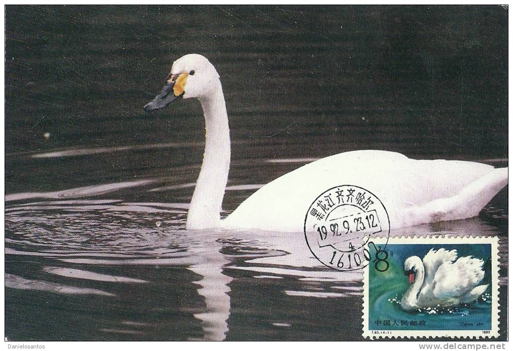 China Chine 1983 Birds Aves Oiseaux Vegels Swans - Mute Swan - Cygnus Olor Maxi Maximum  Post Card  T83 (4-1) - Cygnes