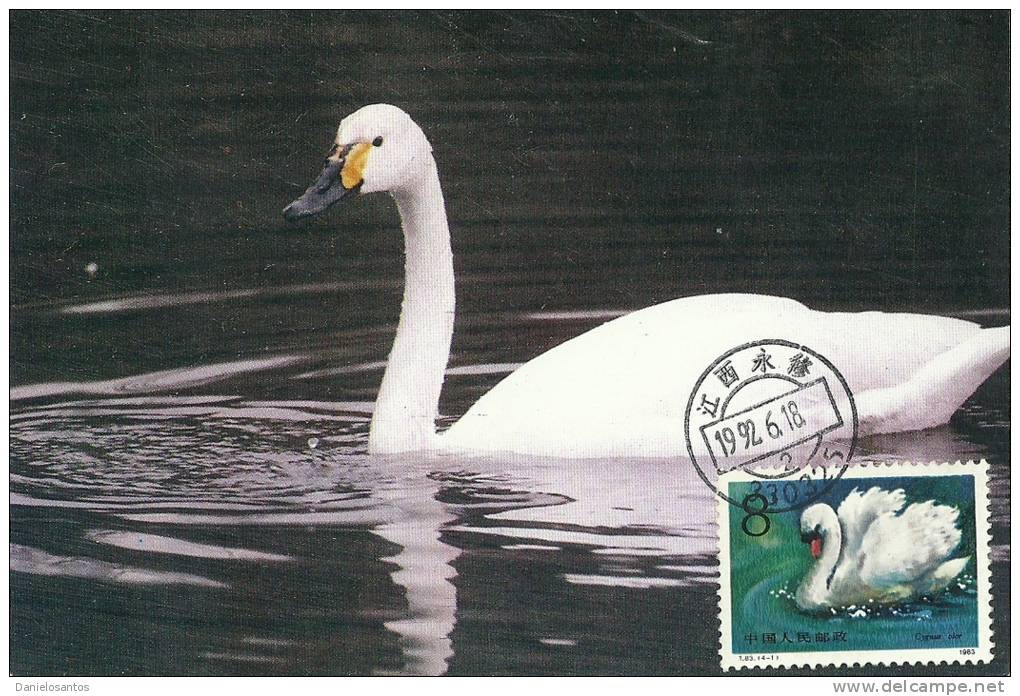 China Chine 1983 Birds Aves Oiseaux Vegels Swans - Mute Swan - Cygnus Olor Maxi Maximum  Post Card  T83 (4-1) - Swans