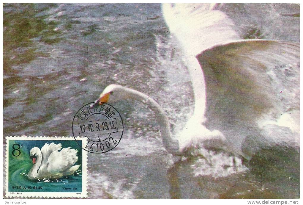 China Chine 1983 Birds Aves Oiseaux Vegels Swans - Mute Swan - Cygnus Olor Maxi Maximum  Post Card  T83 (4-1) - Cisnes