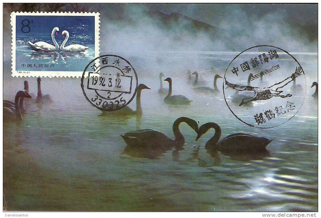 China Chine 1983 Birds Aves Oiseaux Vegels Swans - Mute Swan - Cygnus Olor Maxi Maximum  Post Card  T83 (4-2) - Swans