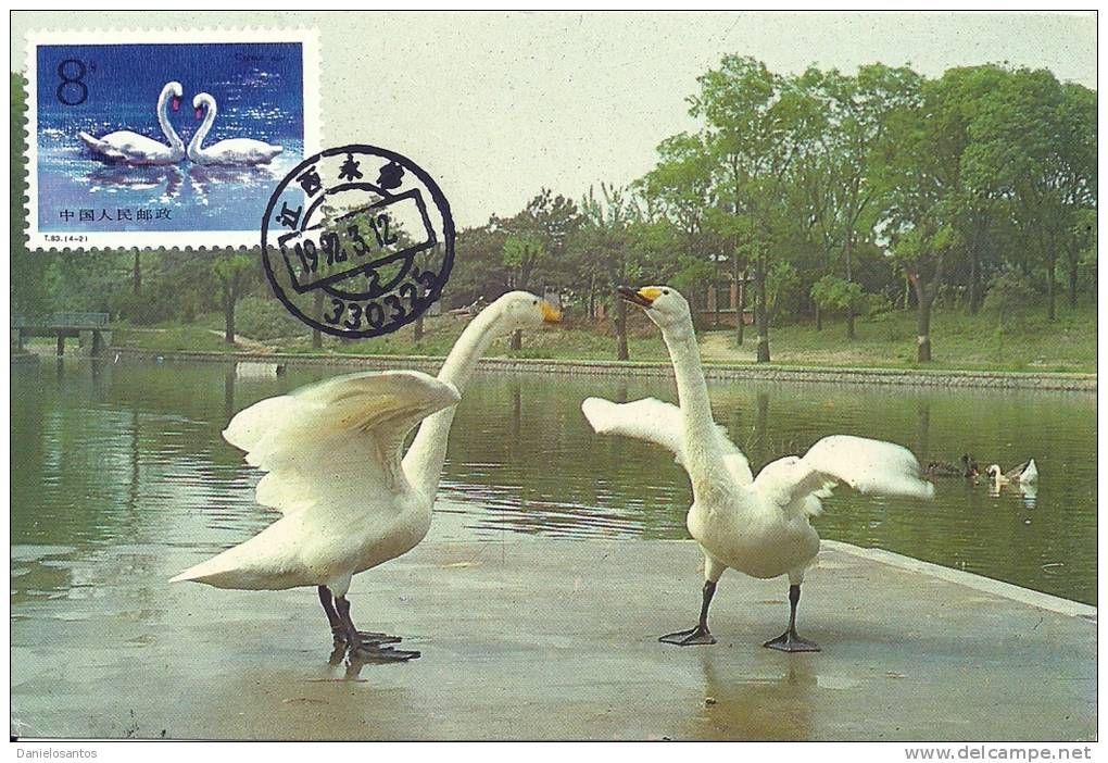 China Chine 1983 Birds Aves Oiseaux Vegels Swans - Mute Swan - Cygnus Olor Maxi Maximum  Post Card  T83 (4-2) - Cisnes