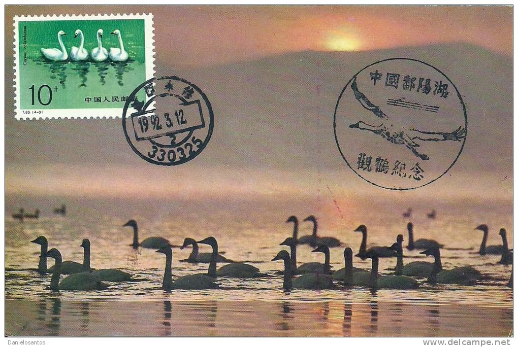 China Chine 1983 Birds Aves Oiseaux Vegels Swans - Tundra Swan-Cygnus Columbianus Maxi Maximum  Post Card  T83 (4-3) - Cisnes