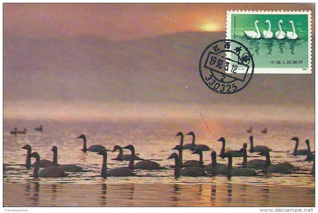 China Chine 1983 Birds Aves Oiseaux Vegels Swans - Tundra Swan-Cygnus Columbianus Maxi Maximum  Post Card  T83 (4-3) - Cygnes