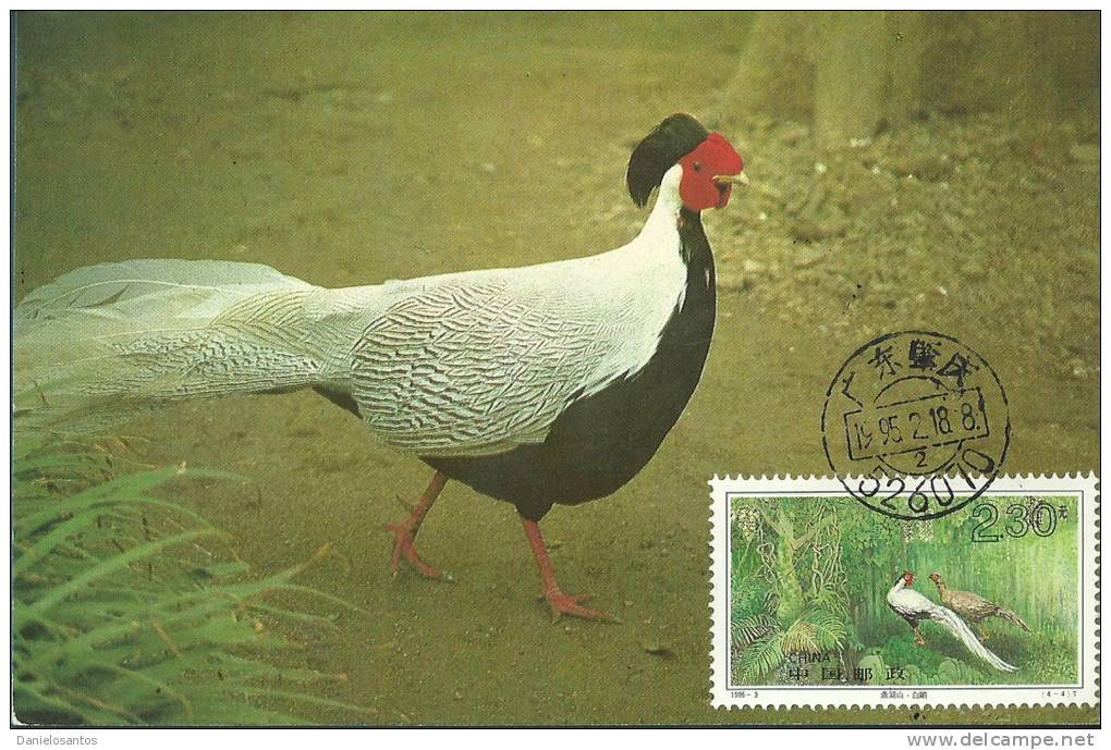 China Chine 1995 Birds Aves Oiseaux Vegels  Silver Pheasant - Lophura Nycthemera Maxi Maximum  Post Card - Pauwen